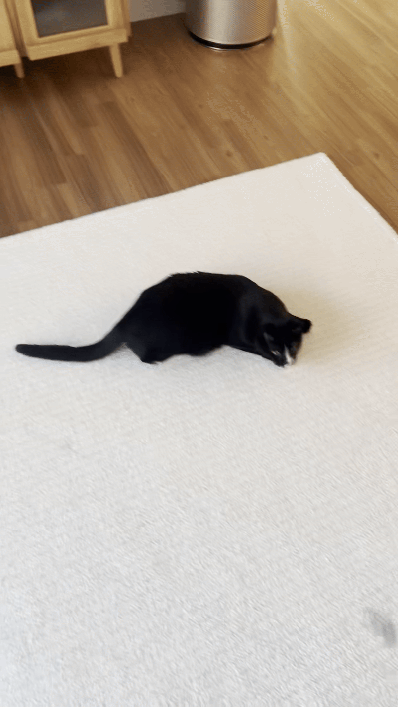 뛰는 고양이