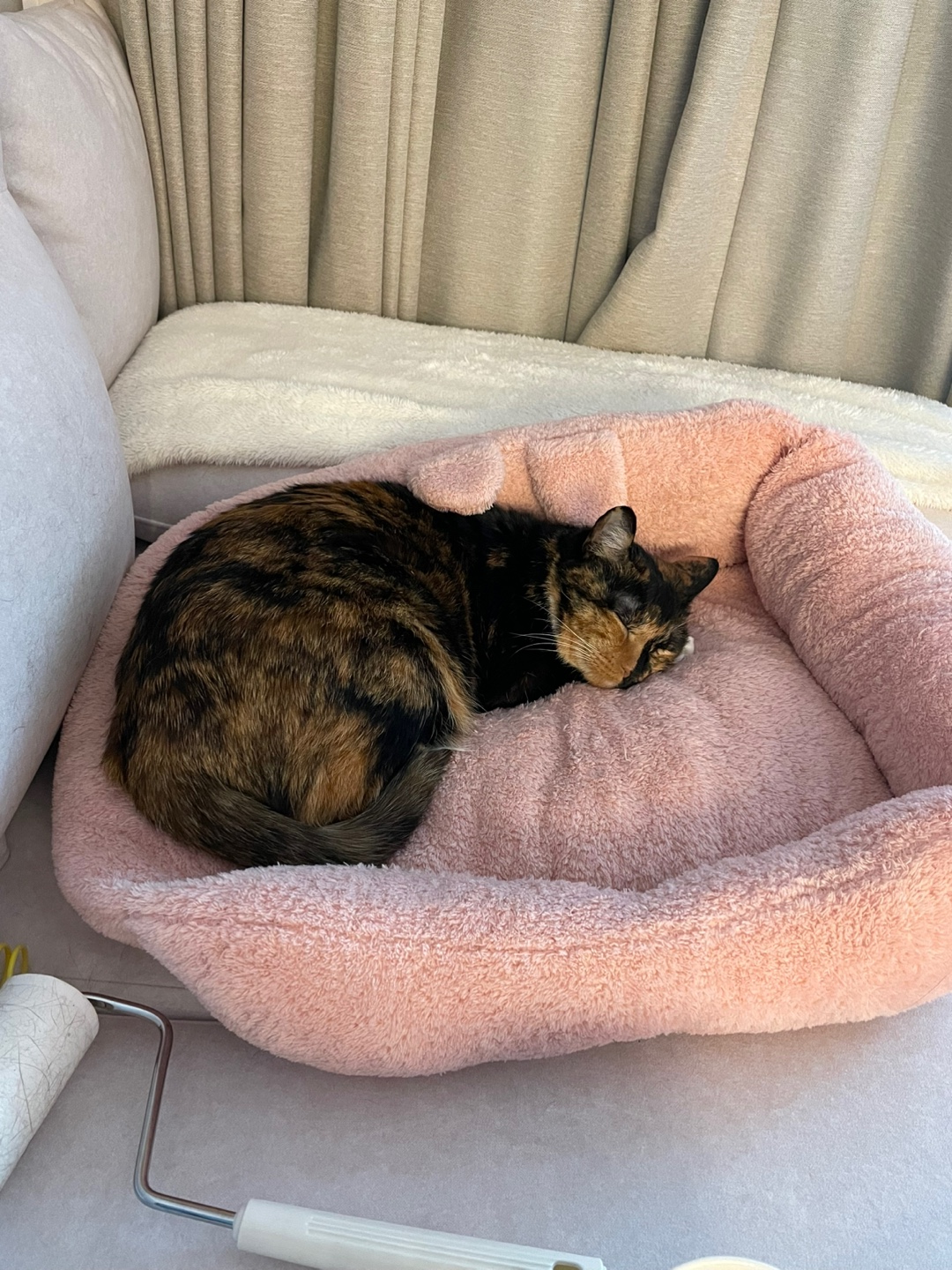 첫째 고양이